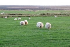 Sheep Butts