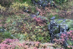 Autumn Colors, Þingvellir National Park