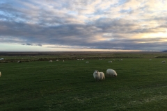 Sheep Fronts