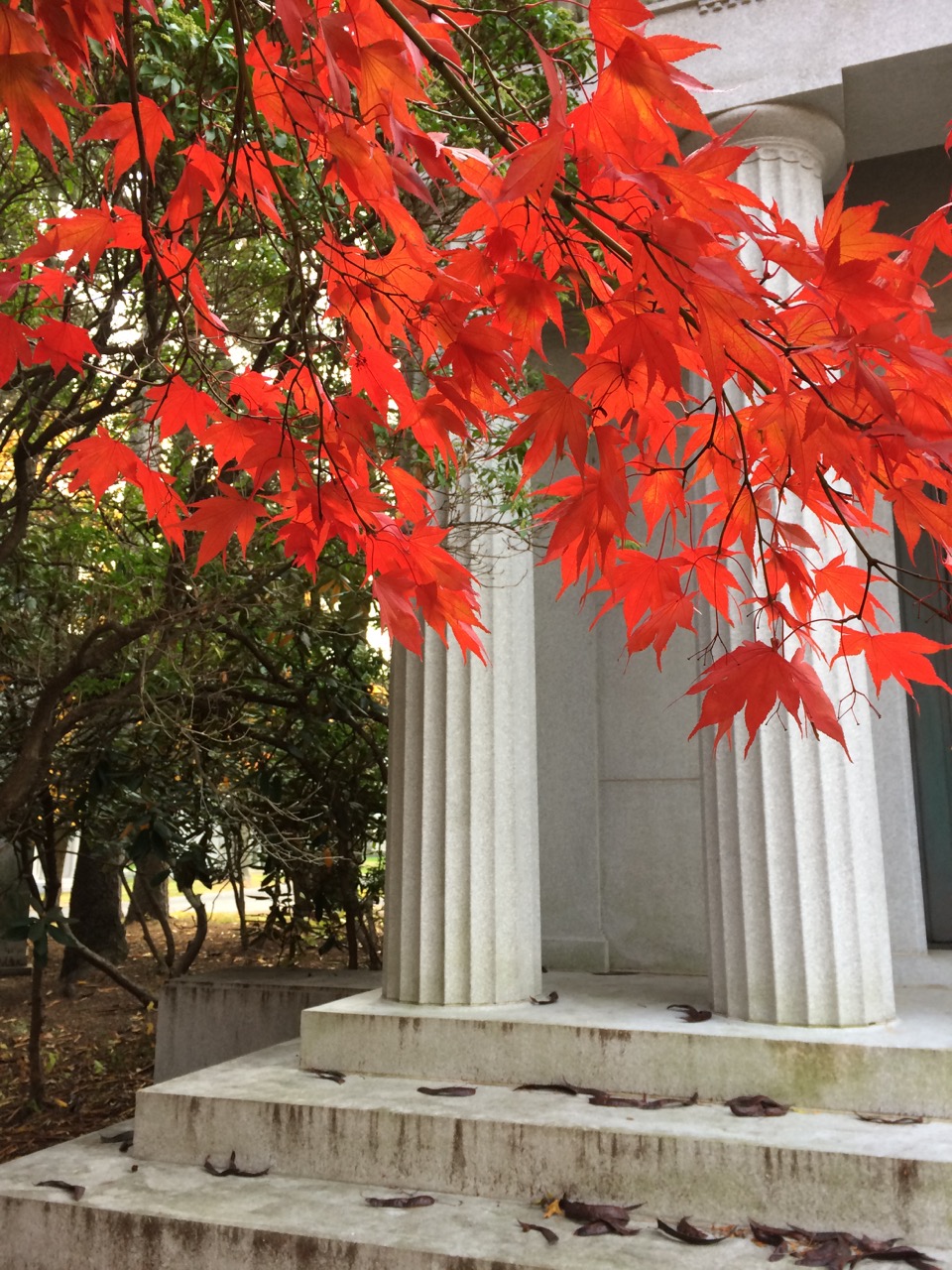 Maple and columns