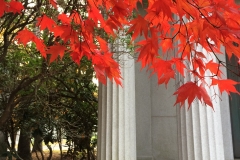 Maple and columns