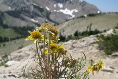 yellowstone- - 136