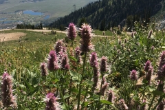 yellowstone- - 146