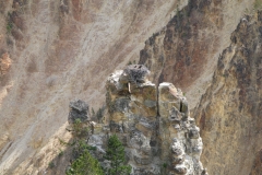 yellowstone- - 60