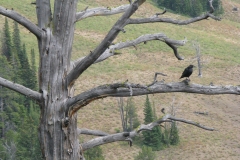 yellowstone- - 74