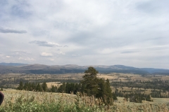 yellowstone- - 81