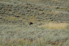 yellowstone- - 82